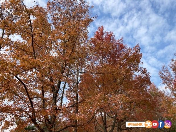 元朗站 大棠紅葉路線 交通 實時 紅葉指數 更新