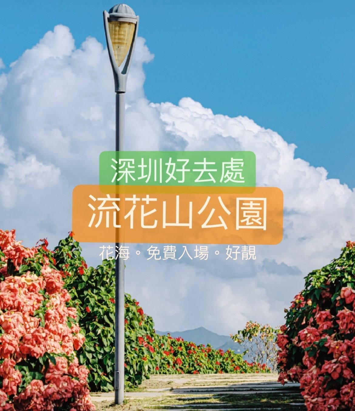 深圳好去處｜深圳灣公園流花山～超靚花海！進入莫奈大師油畫裡！