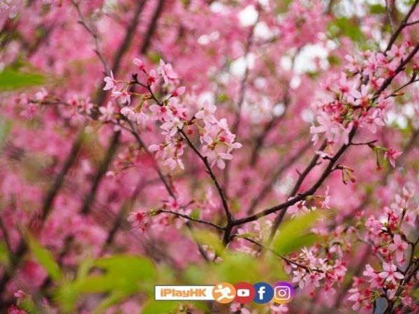 機場櫻花園
